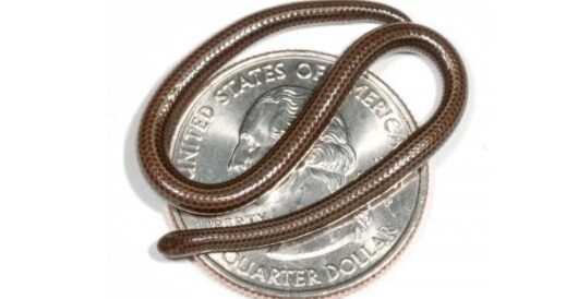 World’s tiniest snake is found, 20 years after it went missing by Hans Bader
