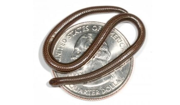World’s tiniest snake is found, 20 years after it went missing by Hans Bader