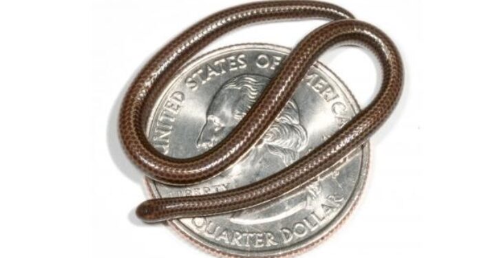 World’s tiniest snake is found, 20 years after it went missing