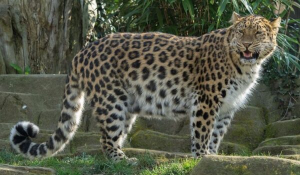 Amur leopards are making a comeback in Russia’s far east by Hans Bader