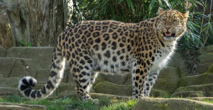 Amur leopards are making a comeback in Russia’s far east