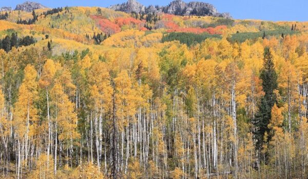 Introduction of wolves to Yellowstone leads to surge in aspen trees and more berries by Hans Bader