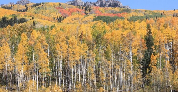 Introduction of wolves to Yellowstone leads to surge in aspen trees and more berries