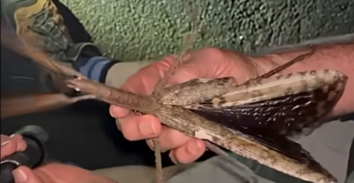 Giant stick bug discovered