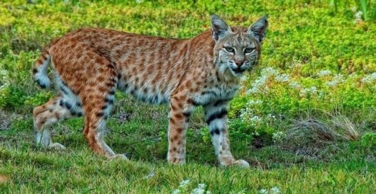Bobcats are back in New Jersey by Hans Bader