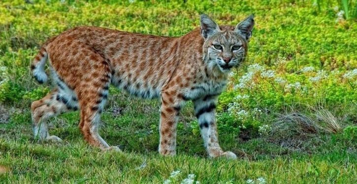 Bobcats are back in New Jersey