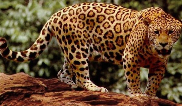 Jaguars multiply by Hans Bader