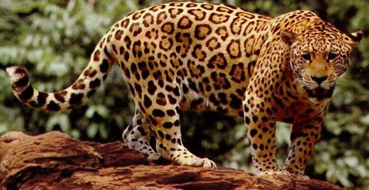 Jaguars multiply