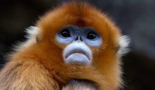 Snub-nosed monkeys make a comeback in the mountains of China by Hans Bader