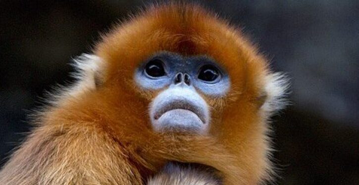 Snub-nosed monkeys make a comeback in the mountains of China