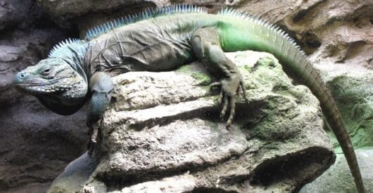 Blue iguanas make a comeback by Hans Bader
