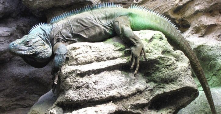 Blue iguanas make a comeback