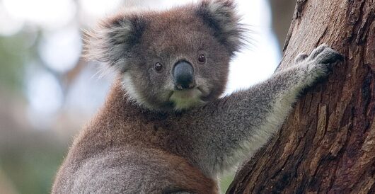 Vaccine to save koalas from chlamydia approved; disease has devastated the cute creatures by Hans Bader