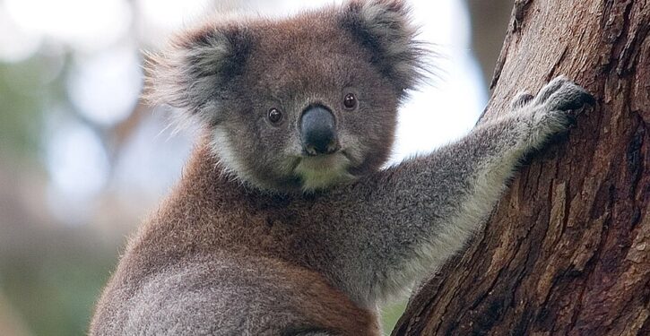 Vaccine to save koalas from chlamydia approved; disease has devastated the cute creatures