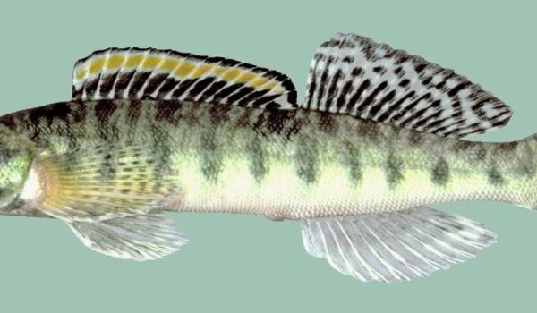 Roanoke logperch is no longer endangered by Hans Bader