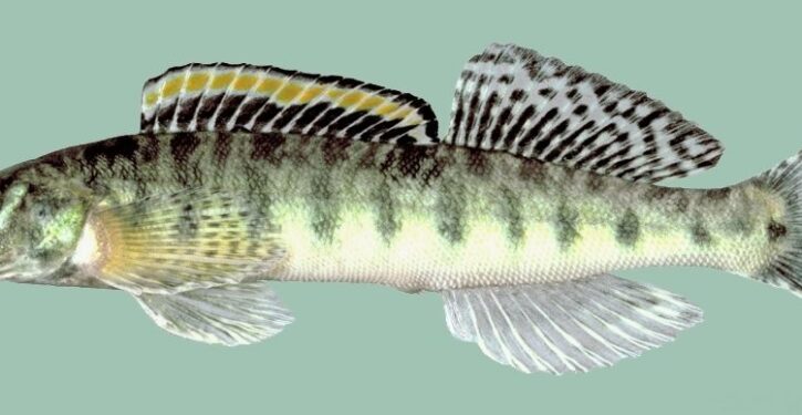 Roanoke logperch is no longer endangered
