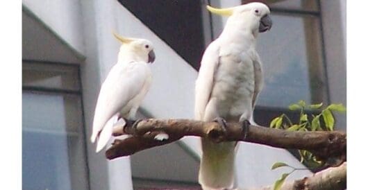 Endangered bird finds refuge in skyscrapers by Hans Bader