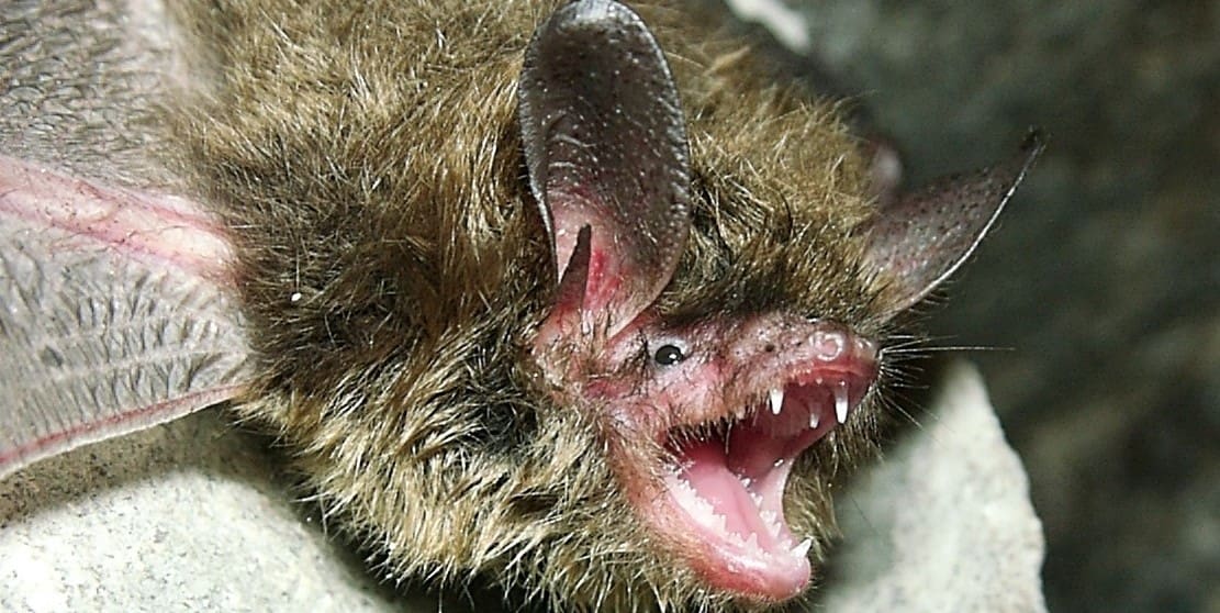 Vaccine developed for deadly bat-borne disease