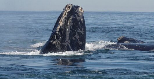 Right whale population is finally rebounding by Hans Bader