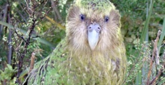 Kākāpō expected to have fruitful mating season by LU Staff