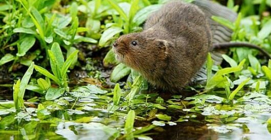 Water voles rebound in England by LU Staff