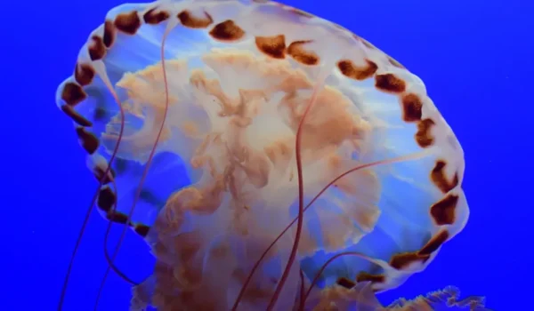 Rare Bus-Sized Jellyfish Spotted On Deep Sea Video by Daily Caller News Foundation