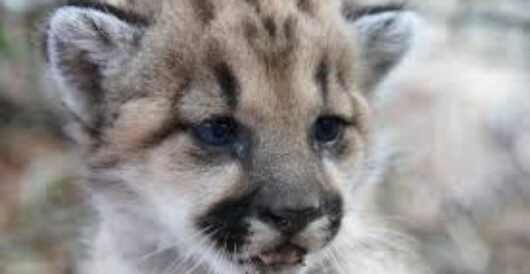Cougar kittens born in Minnesota by Hans Bader
