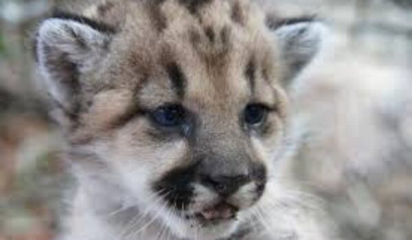 Cougar kittens born in Minnesota by Hans Bader