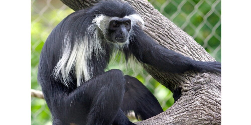 New monkey species found in Africa - Liberty Unyielding